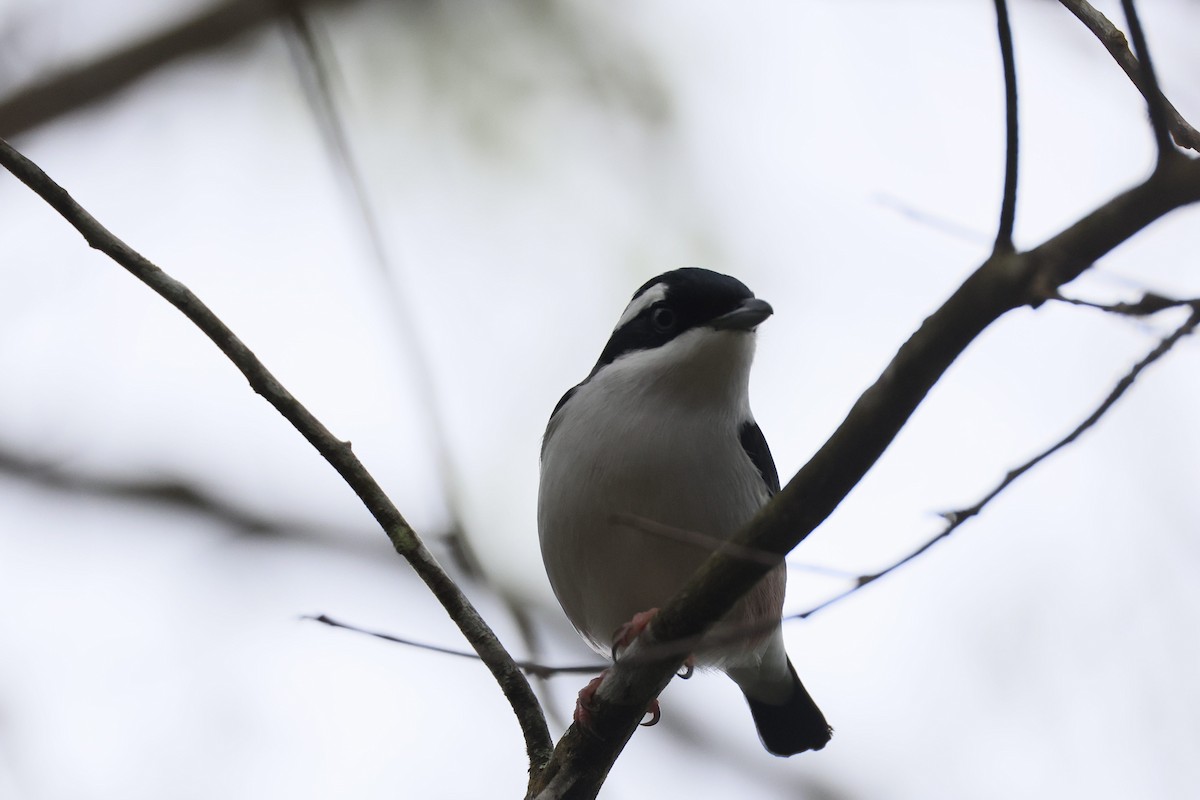 White-browed Shrike-Babbler - ML645537733