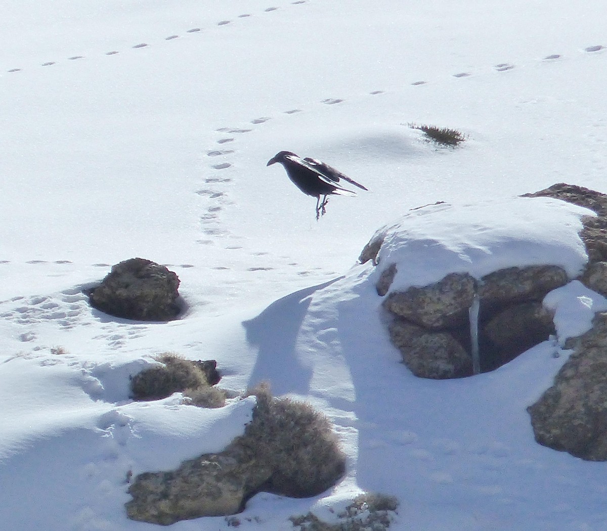 Common Raven - ML645537737