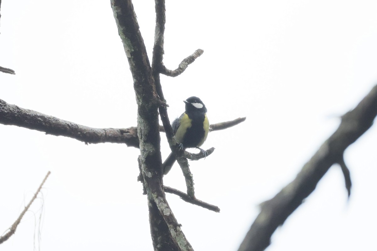 Green-backed Tit - ML645537742