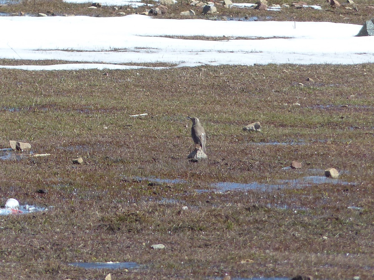 Grive draine - ML645537758