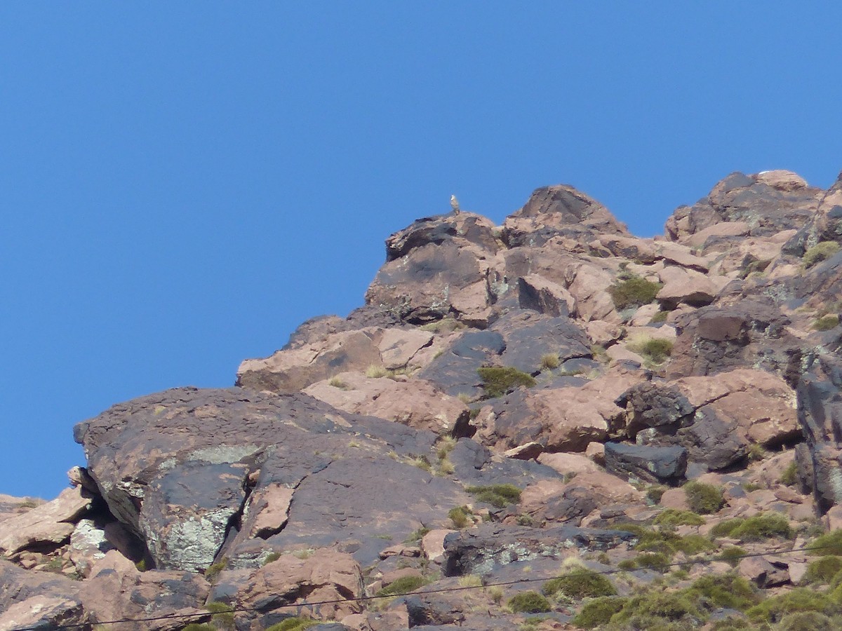 ニシオオノスリ - ML645537762