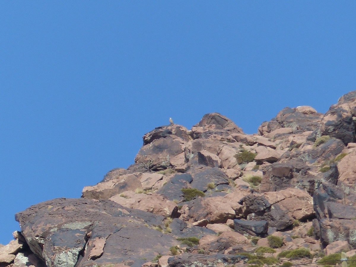 ニシオオノスリ - ML645537763