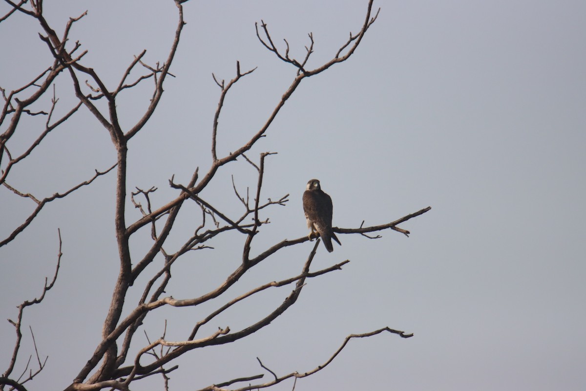 遊隼 - ML645537769