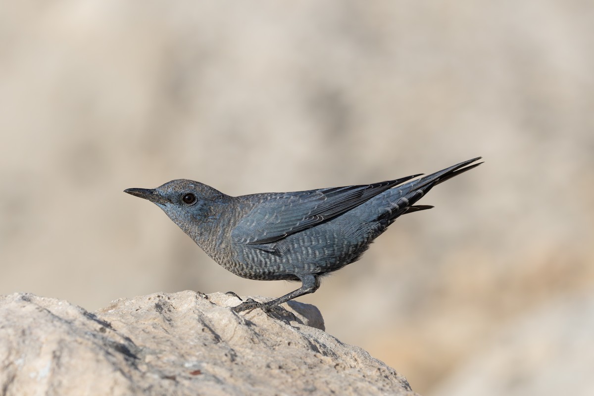 藍磯鶇 - ML645537779