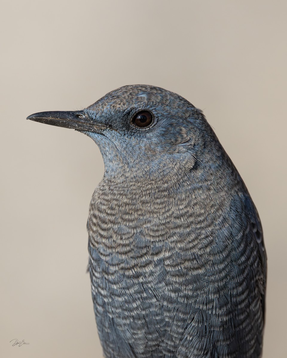 藍磯鶇 - ML645537785