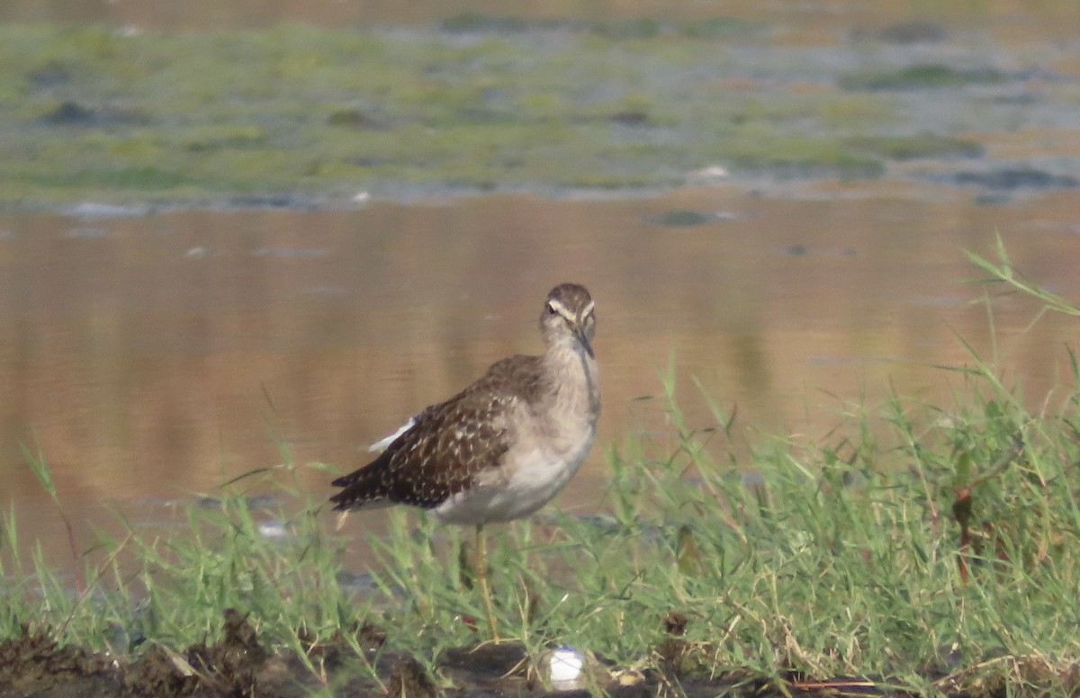 vodouš bahenní - ML645537795