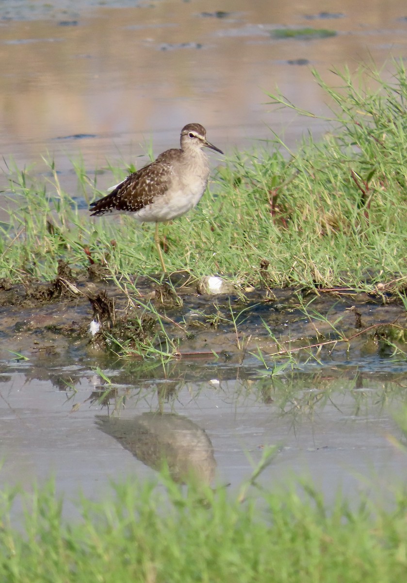 vodouš bahenní - ML645537796