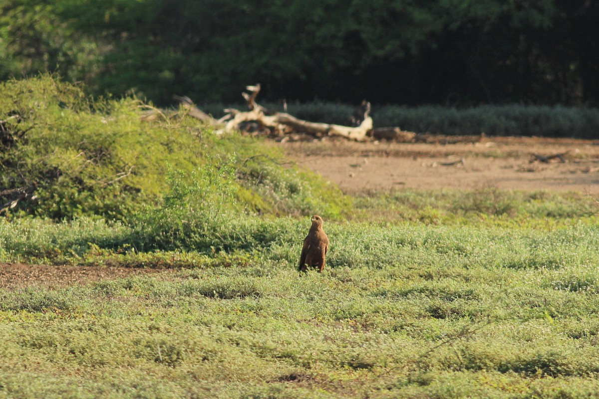 Саванный крабоед - ML645537806