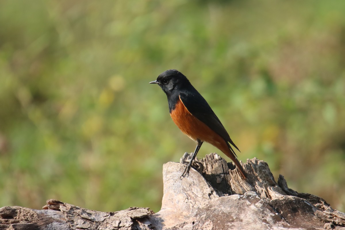 Black Redstart - ML645537809