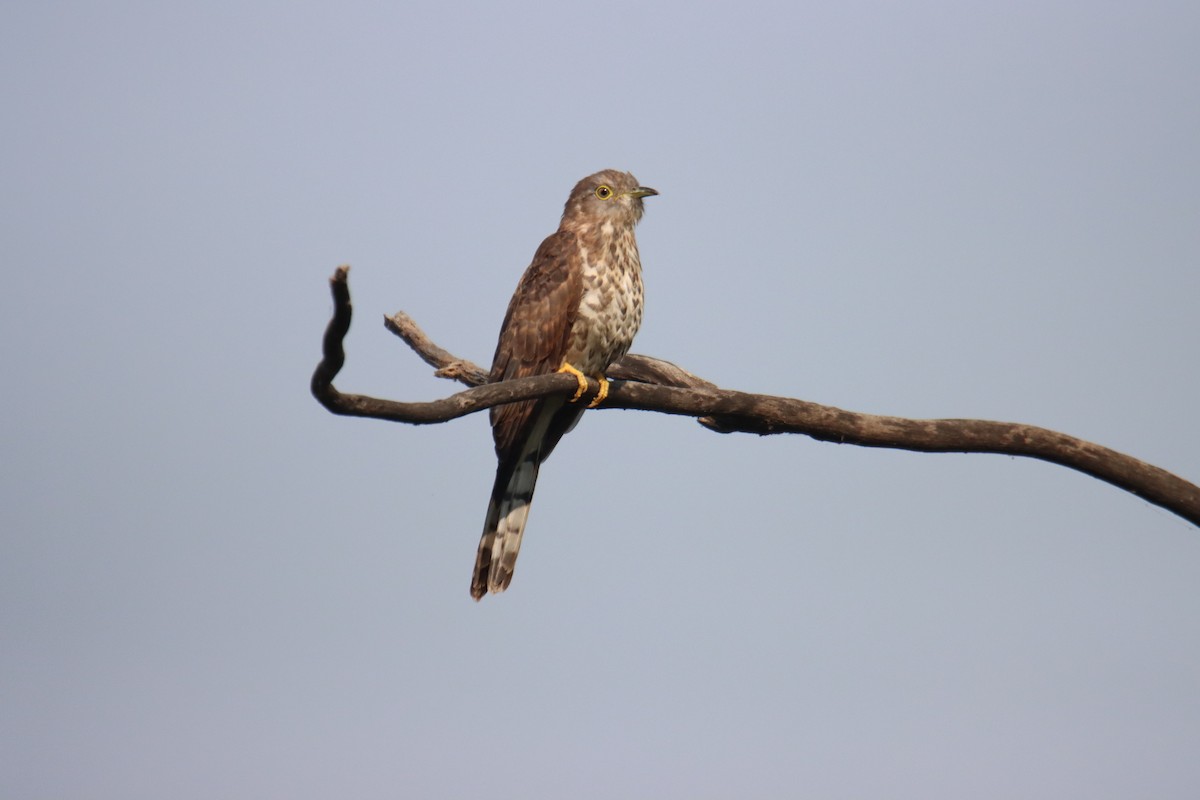 Common Hawk-Cuckoo - ML645537814