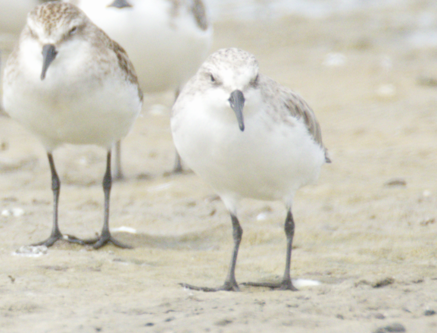 Little Stint - ML645537817