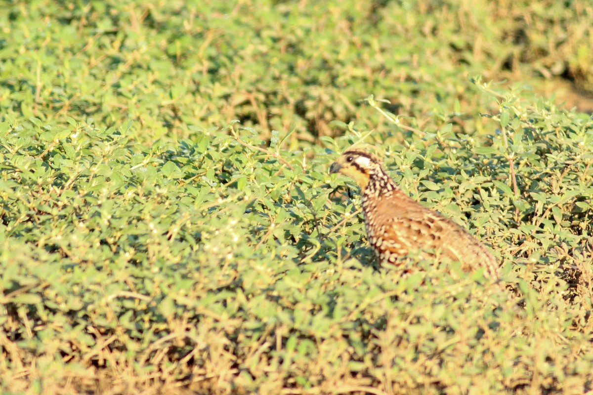 Crested Bobwhite - ML645537818