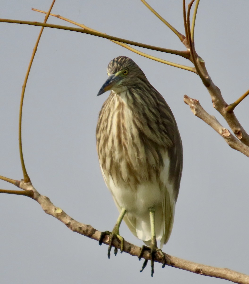 Indian Pond-Heron - ML645537851