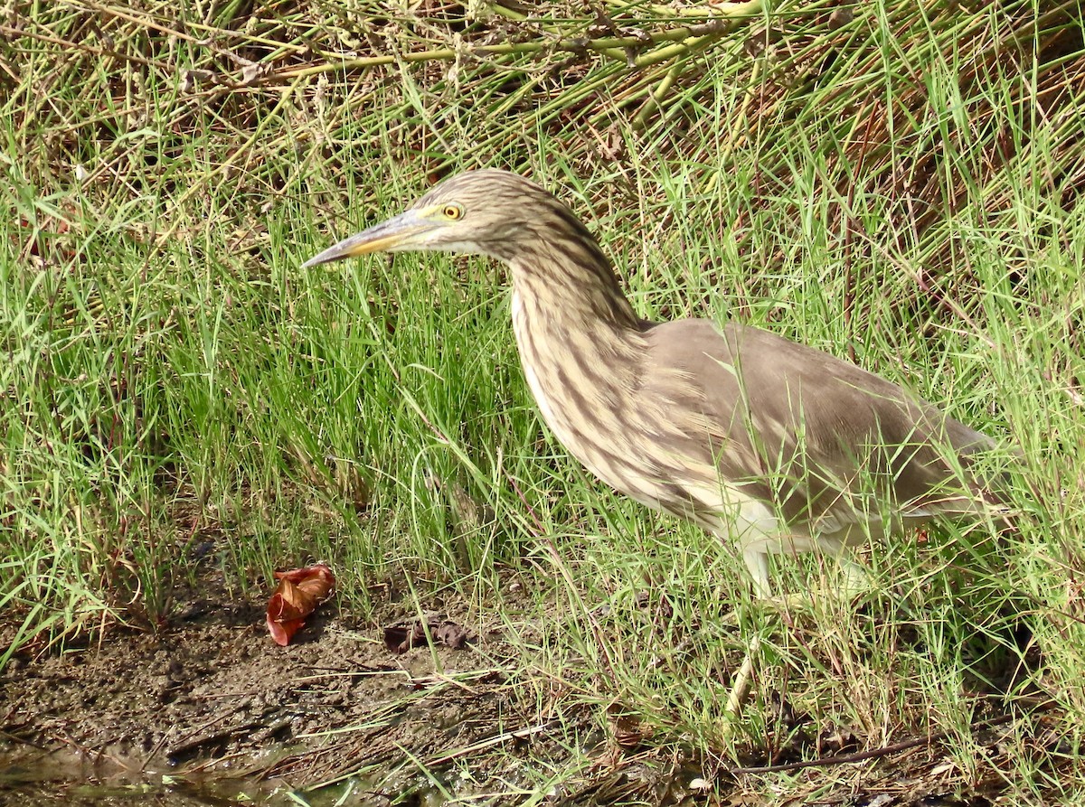 Indian Pond-Heron - ML645537852