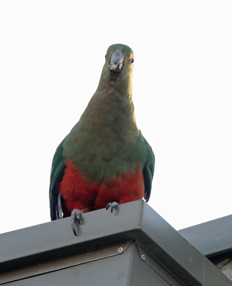 Papagayo Australiano - ML645537859