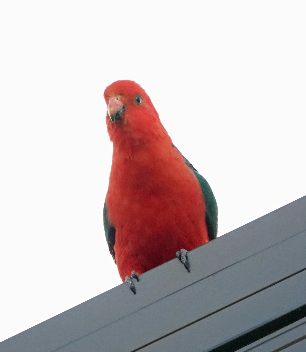 Papagayo Australiano - ML645537860