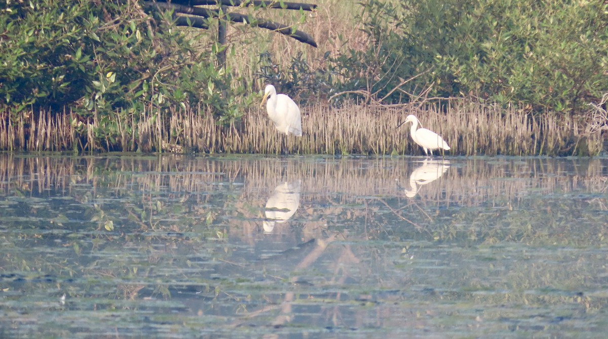 Garceta Grande - ML645537862