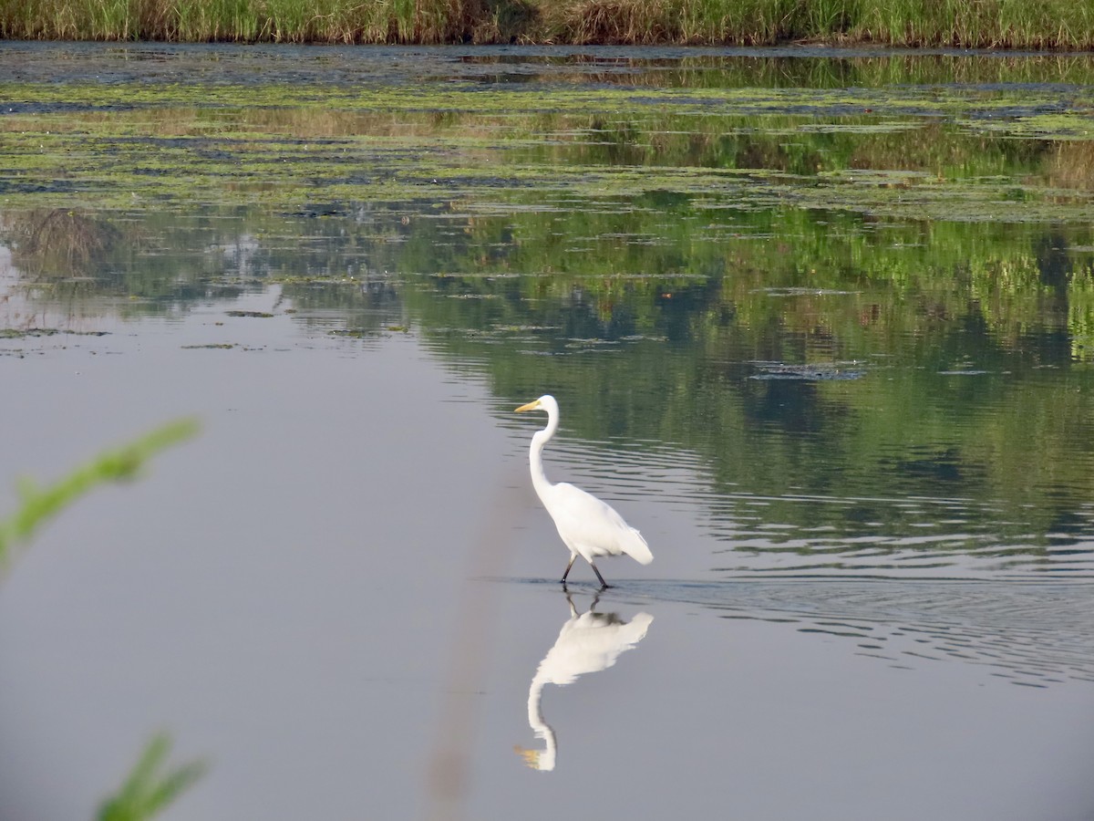 Garceta Grande - ML645537863