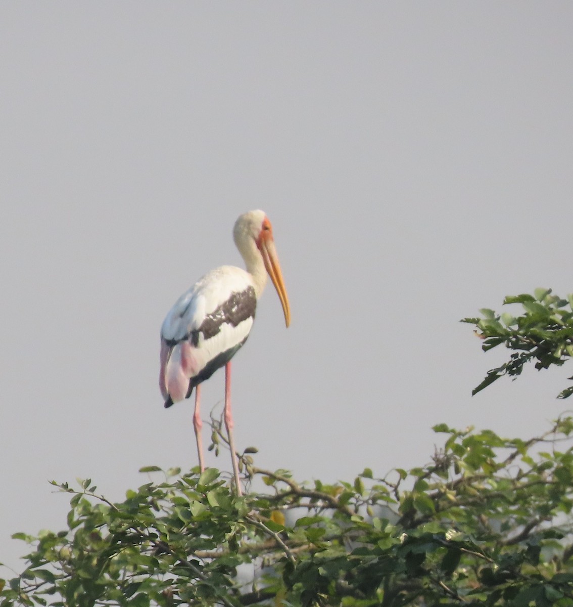 Tántalo Indio - ML645537864