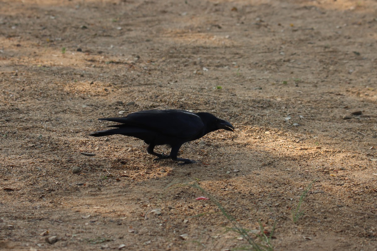 Cuervo Picudo - ML645537866