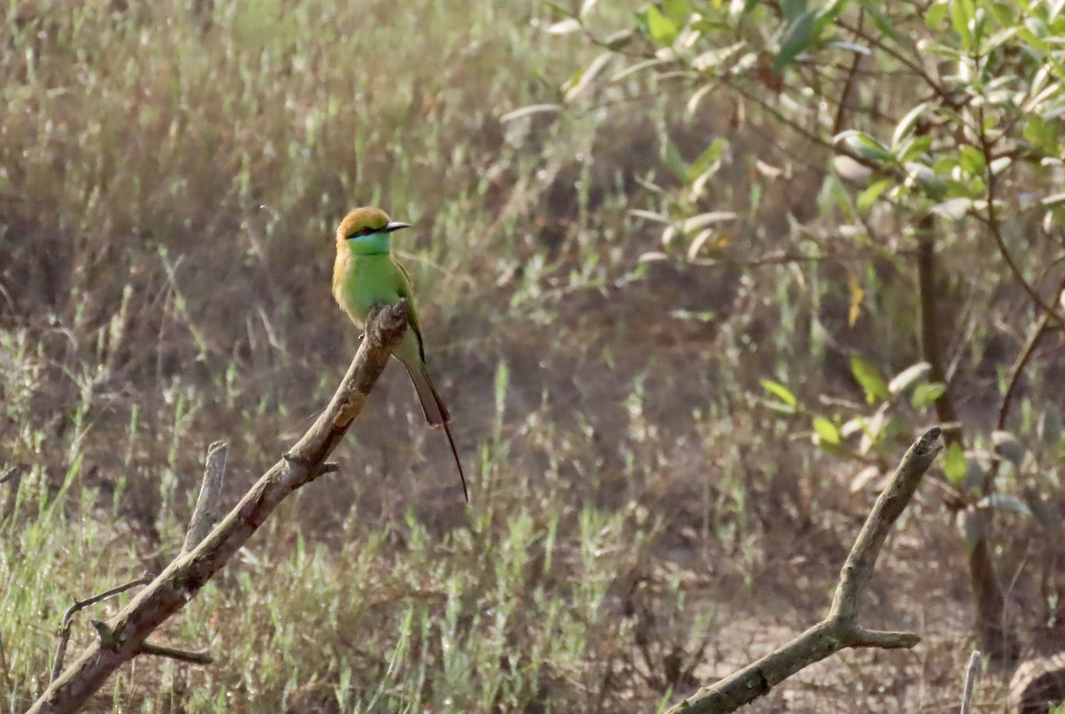 Abejaruco Esmeralda Oriental - ML645537867