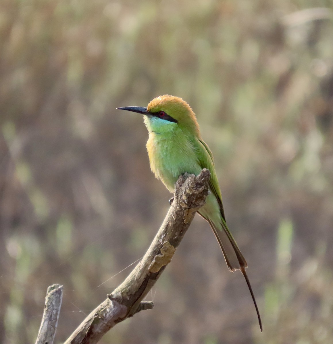 Abejaruco Esmeralda Oriental - ML645537868