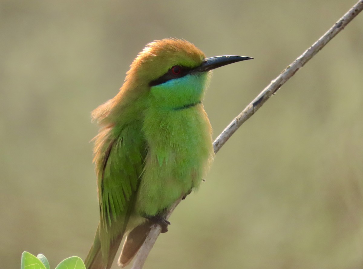 Abejaruco Esmeralda Oriental - ML645537869