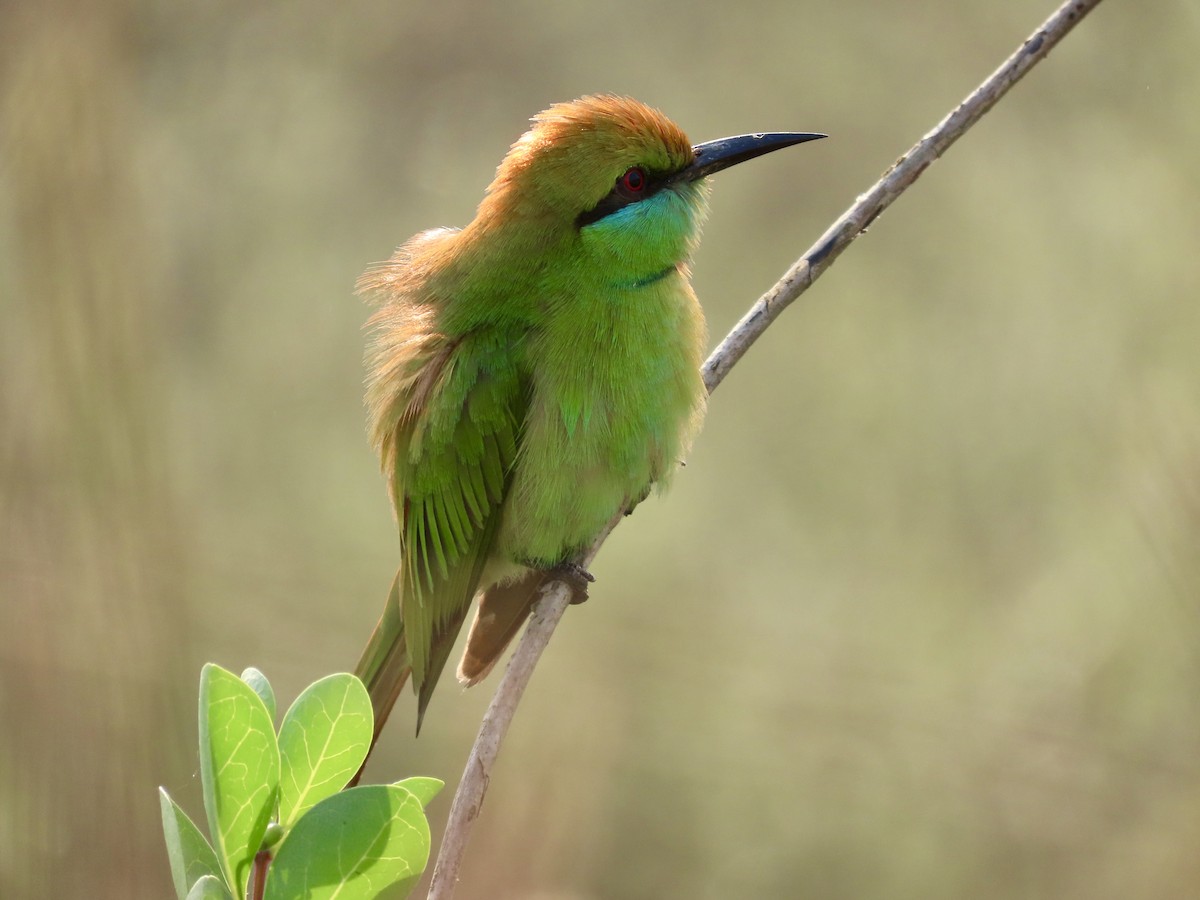 Abejaruco Esmeralda Oriental - ML645537870