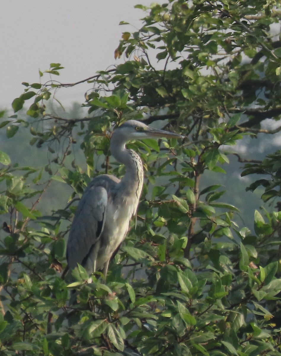 Garza Real - ML645537871