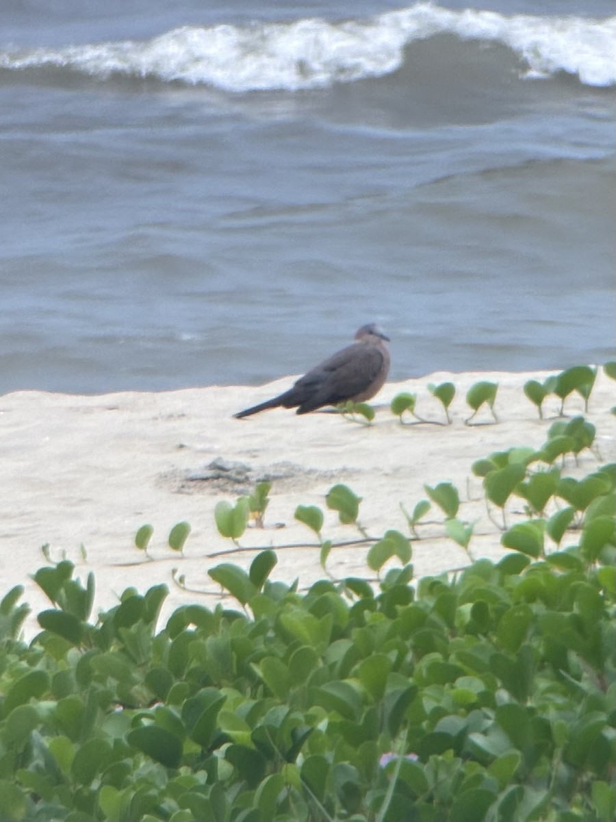 Tórtola Moteada - ML645537872