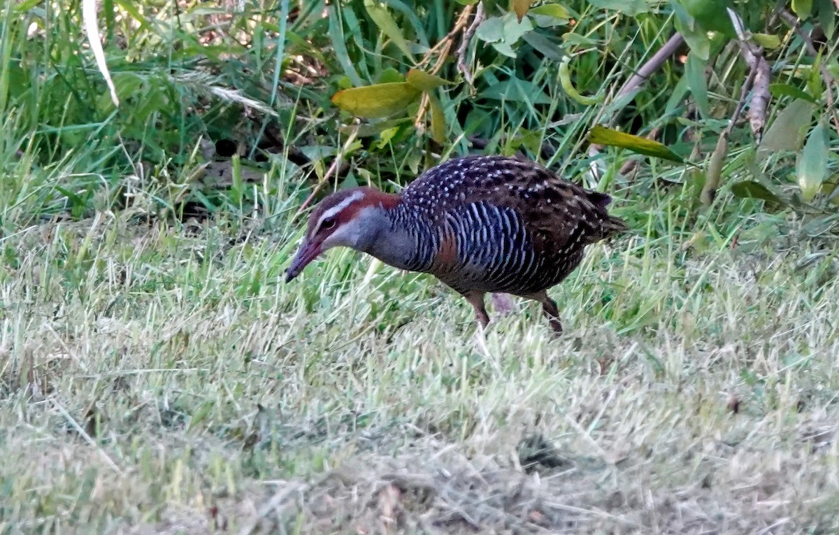 Rascón Filipino - ML645537873