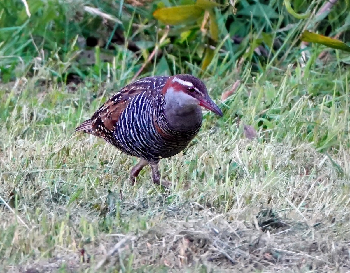 Rascón Filipino - ML645537874