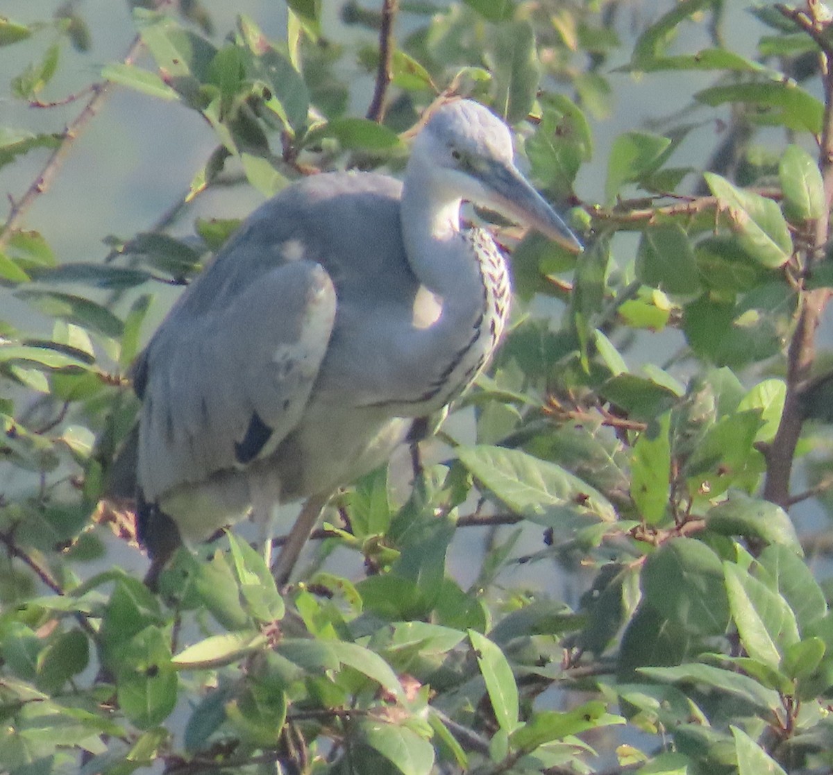 Garza Real - ML645537875