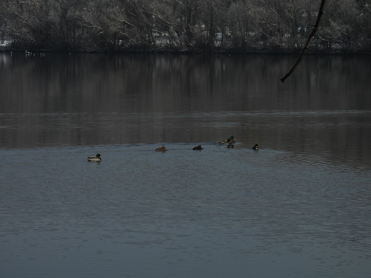 Ánade Azulón - ML645537878