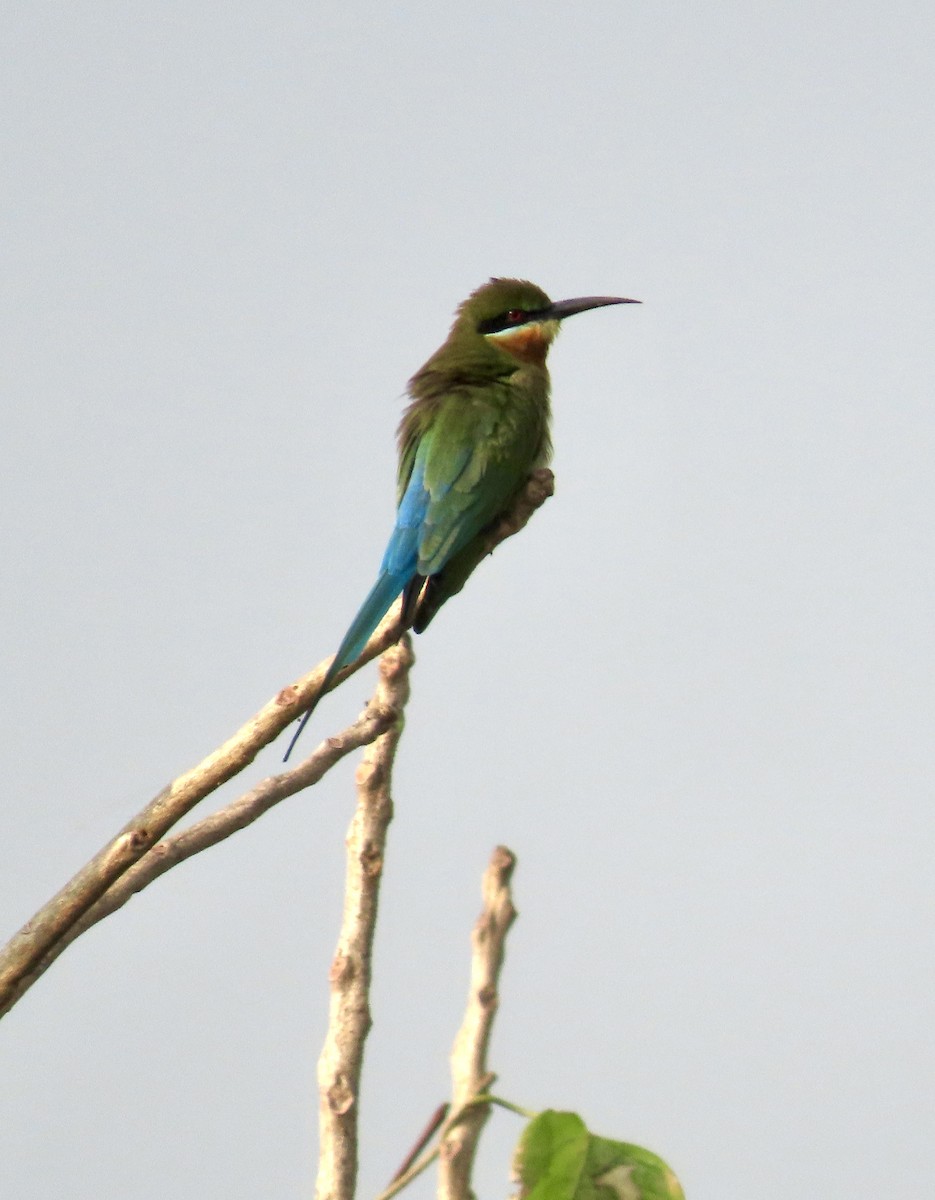 Abejaruco Coliazul - ML645537879