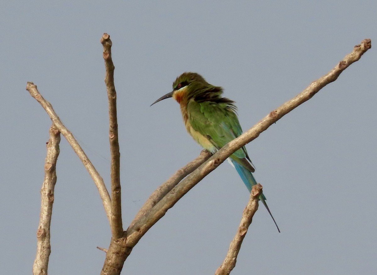 Abejaruco Coliazul - ML645537880