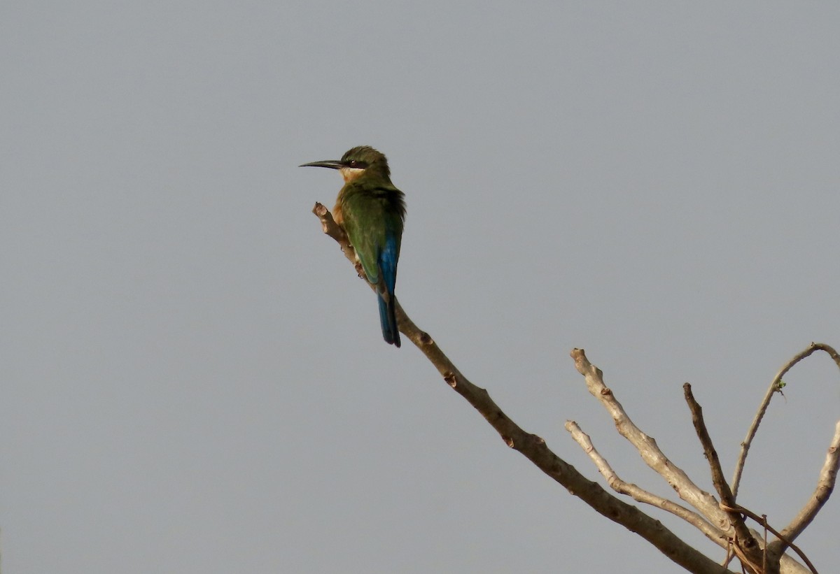 Abejaruco Coliazul - ML645537881