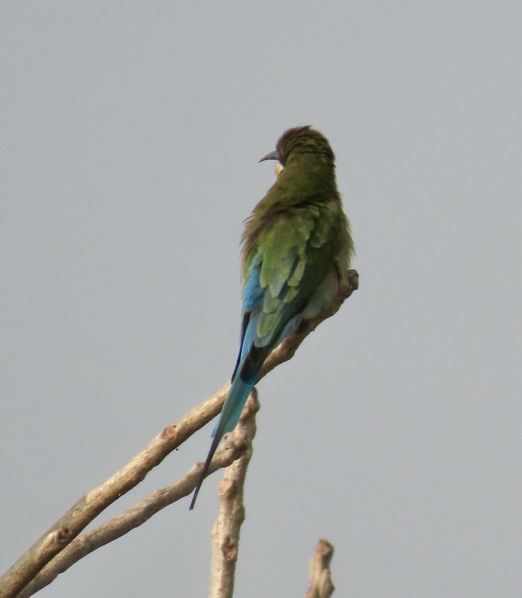 Abejaruco Coliazul - ML645537882