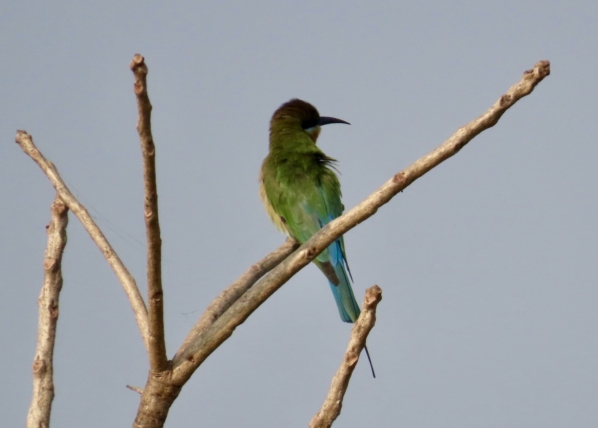 Abejaruco Coliazul - ML645537883