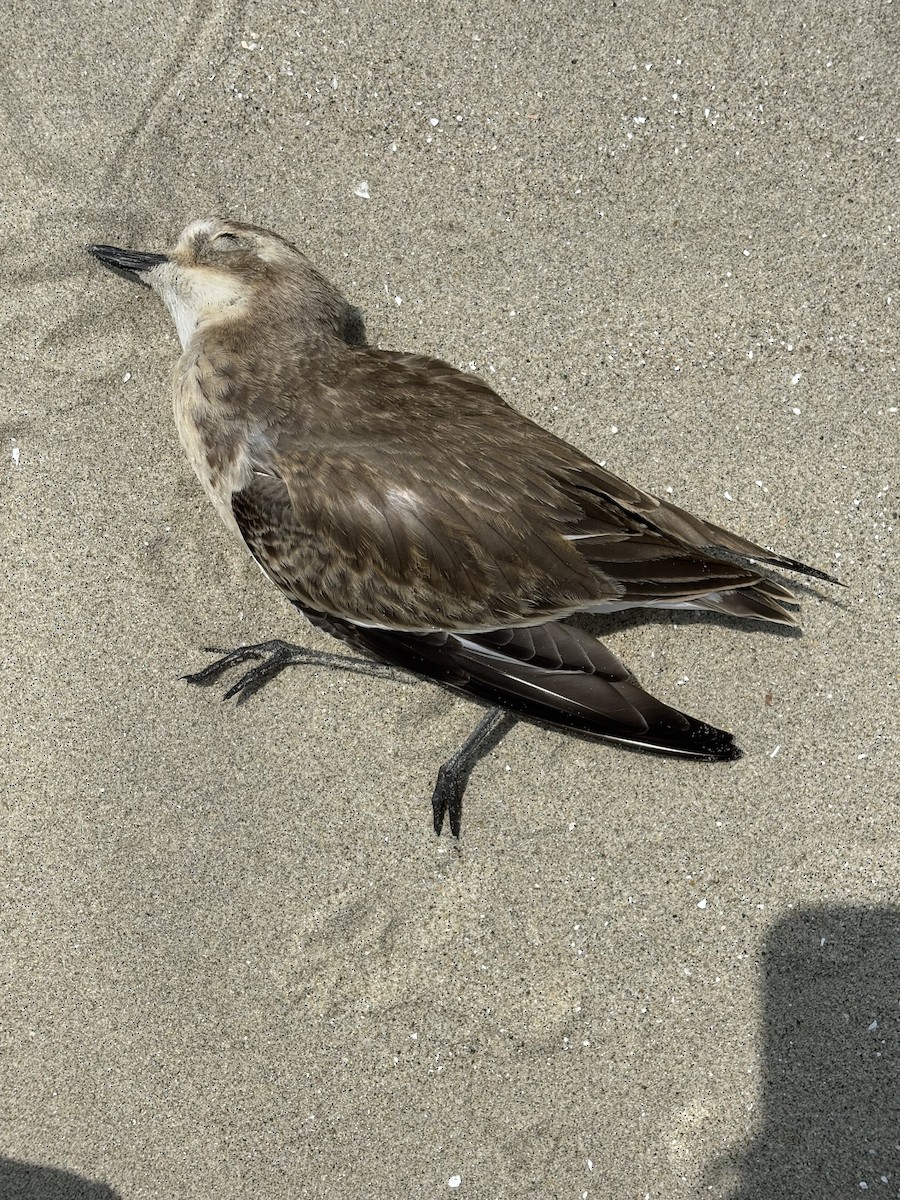 Chorlitejo Tibetano - ML645537884