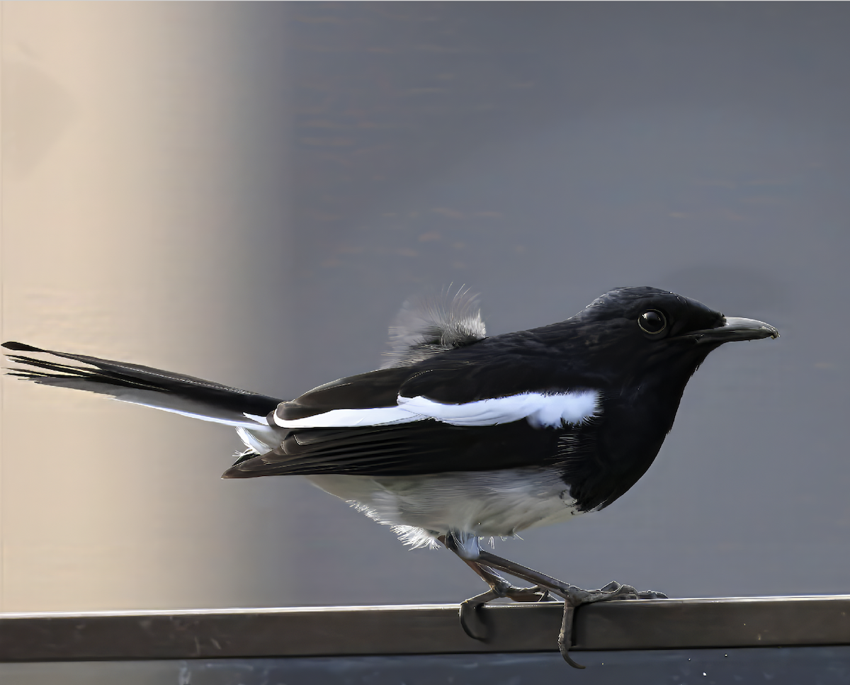 Shama Oriental - ML645537885