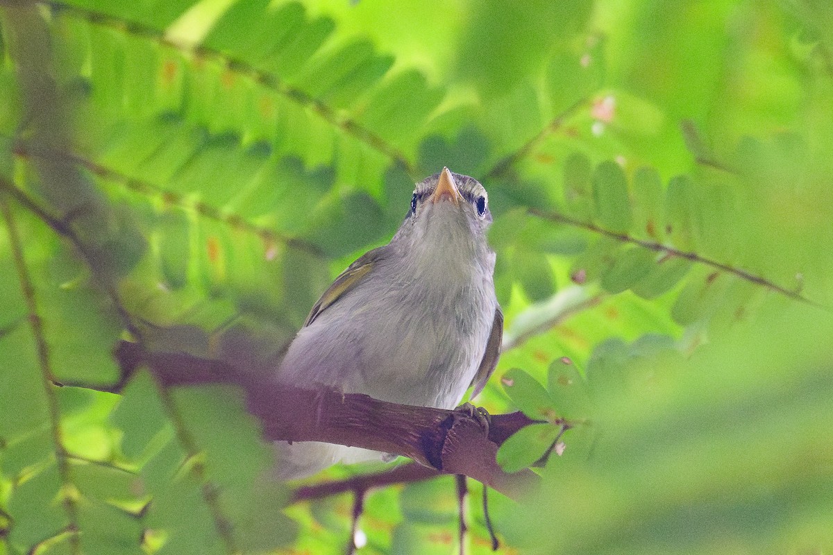 Mosquitero Patigrís - ML645537887