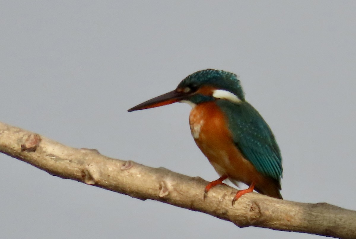 Martín Pescador Común - ML645537888