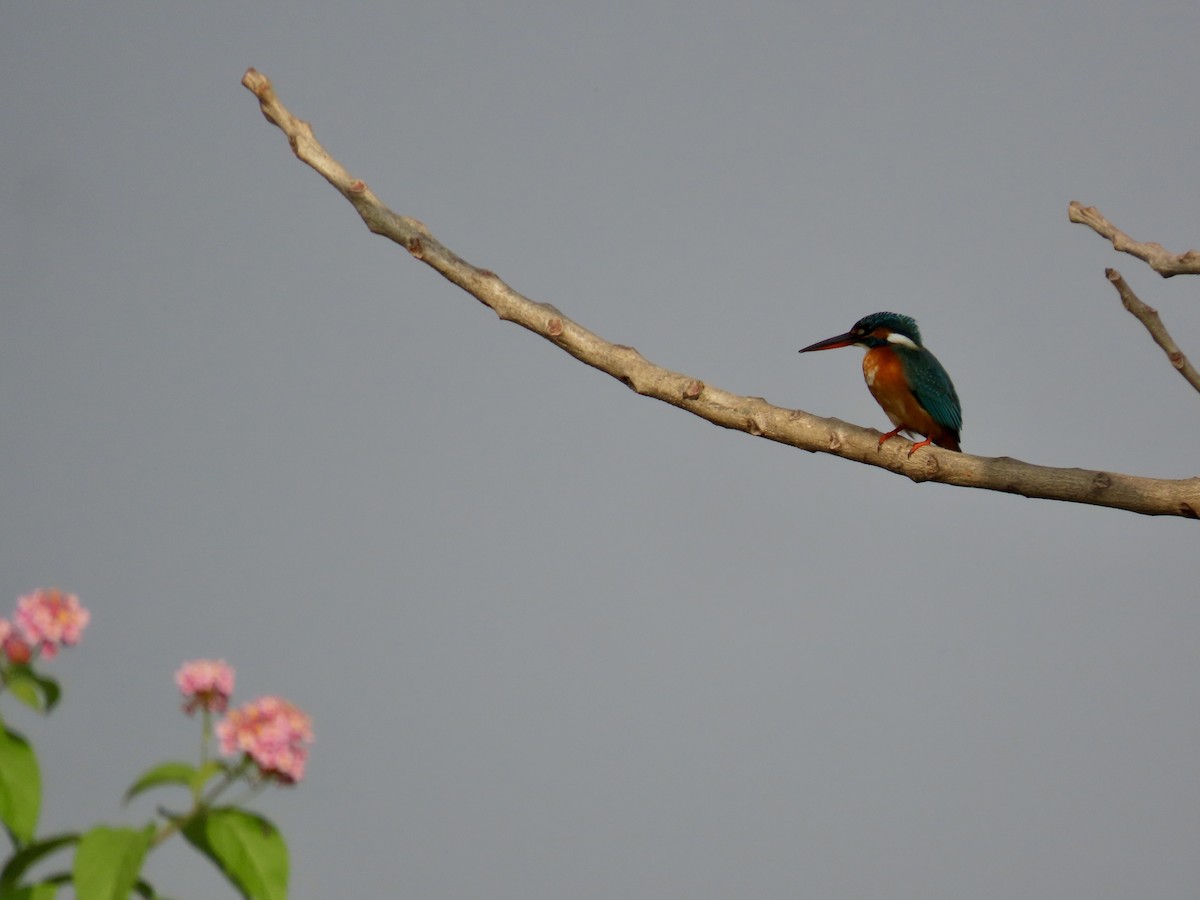 Martín Pescador Común - ML645537889