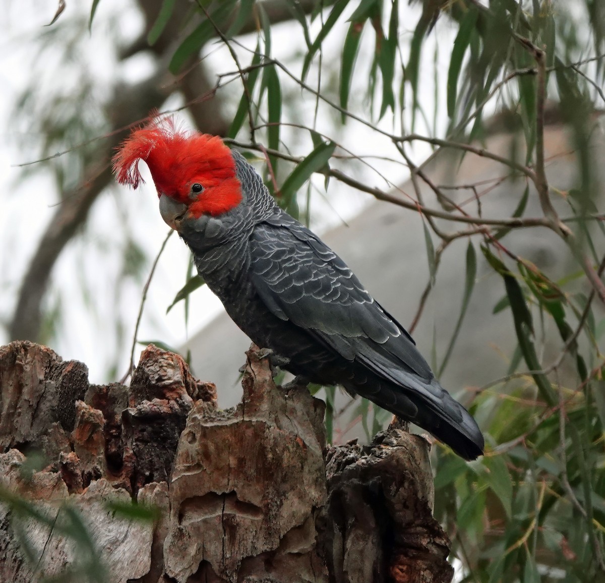 Cacatúa Gangang - ML645537890