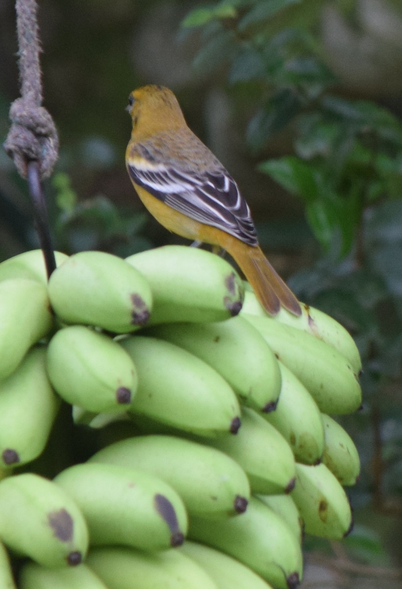 Turpial de Baltimore - ML645537891