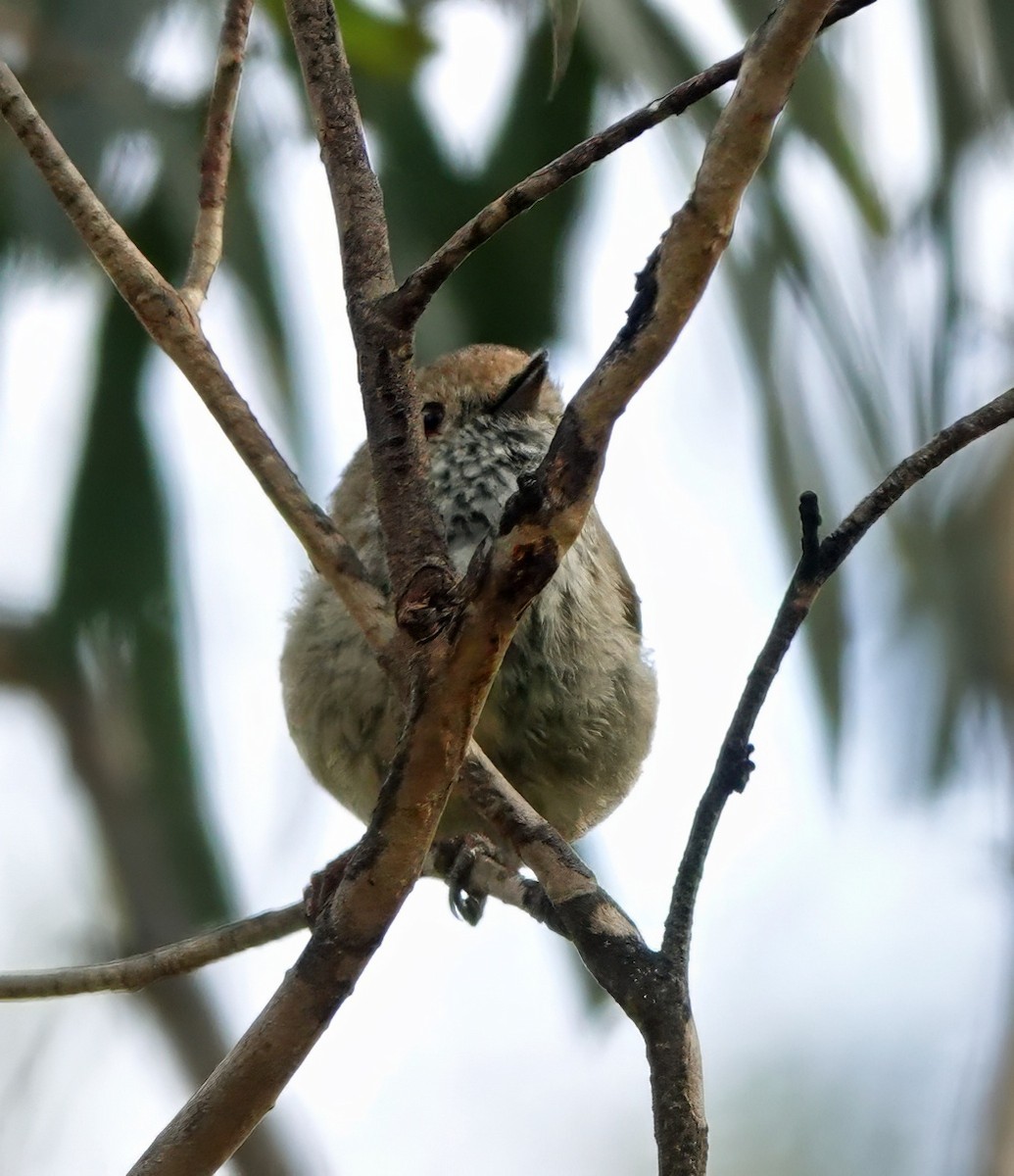 Acantiza Parda - ML645537892