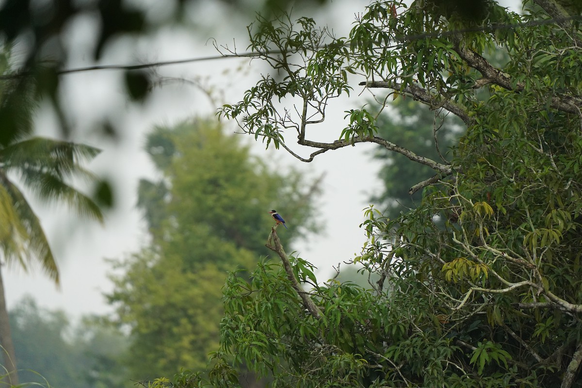 ledňáček černohlavý - ML645537894