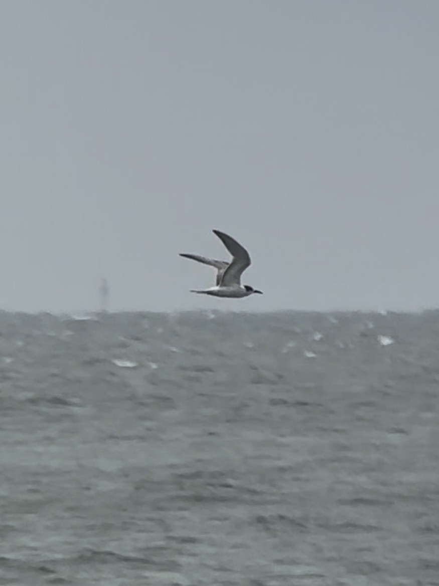 rybák černozobý - ML645537895