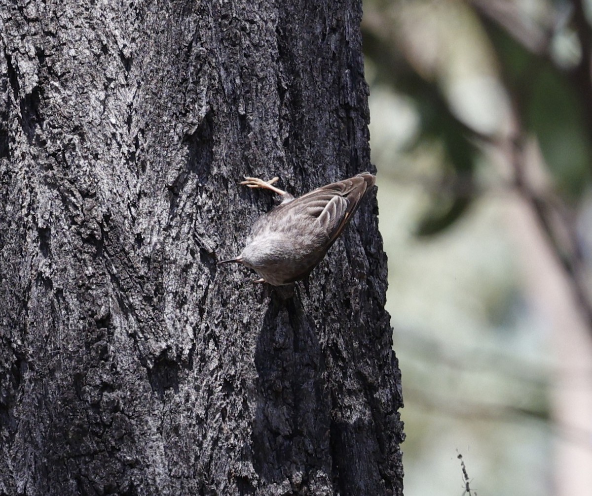 brhlíček proměnlivý - ML645537897